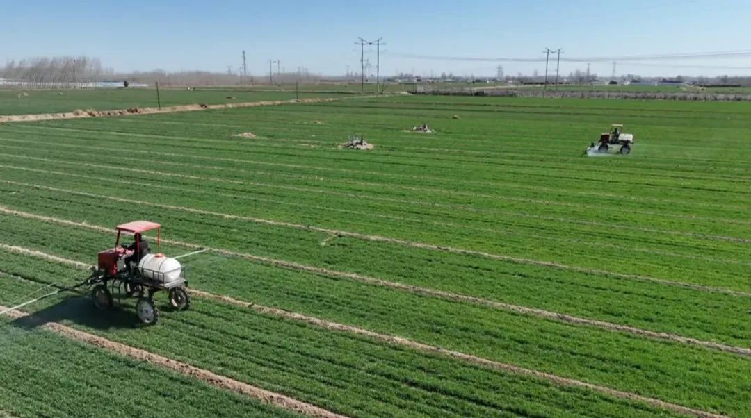 石家庄市鹿泉区： 春来农事忙 机械化助力小麦春管_fororder_图片 1