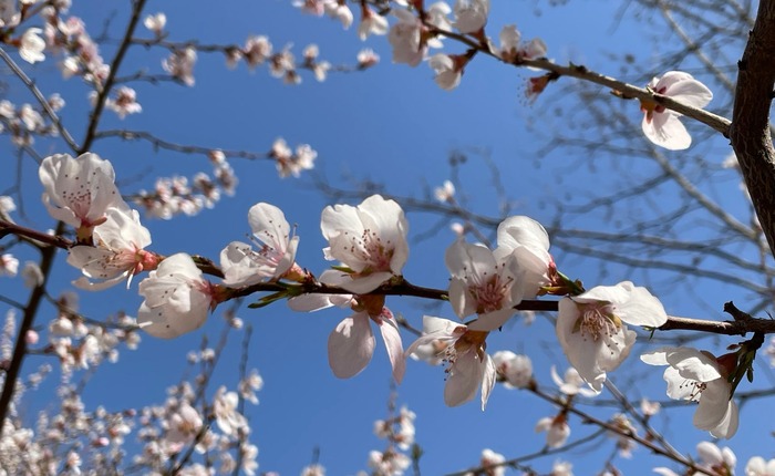 春意款款 花朵繽紛盎然 赴石家莊東環公園共賞春日好時光