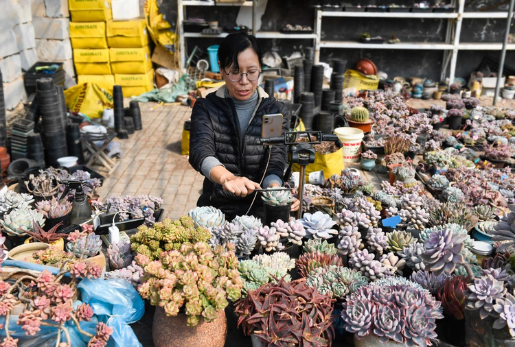 邯鄲冀南新區：多肉産銷旺 線上銷售忙_fororder_圖片2