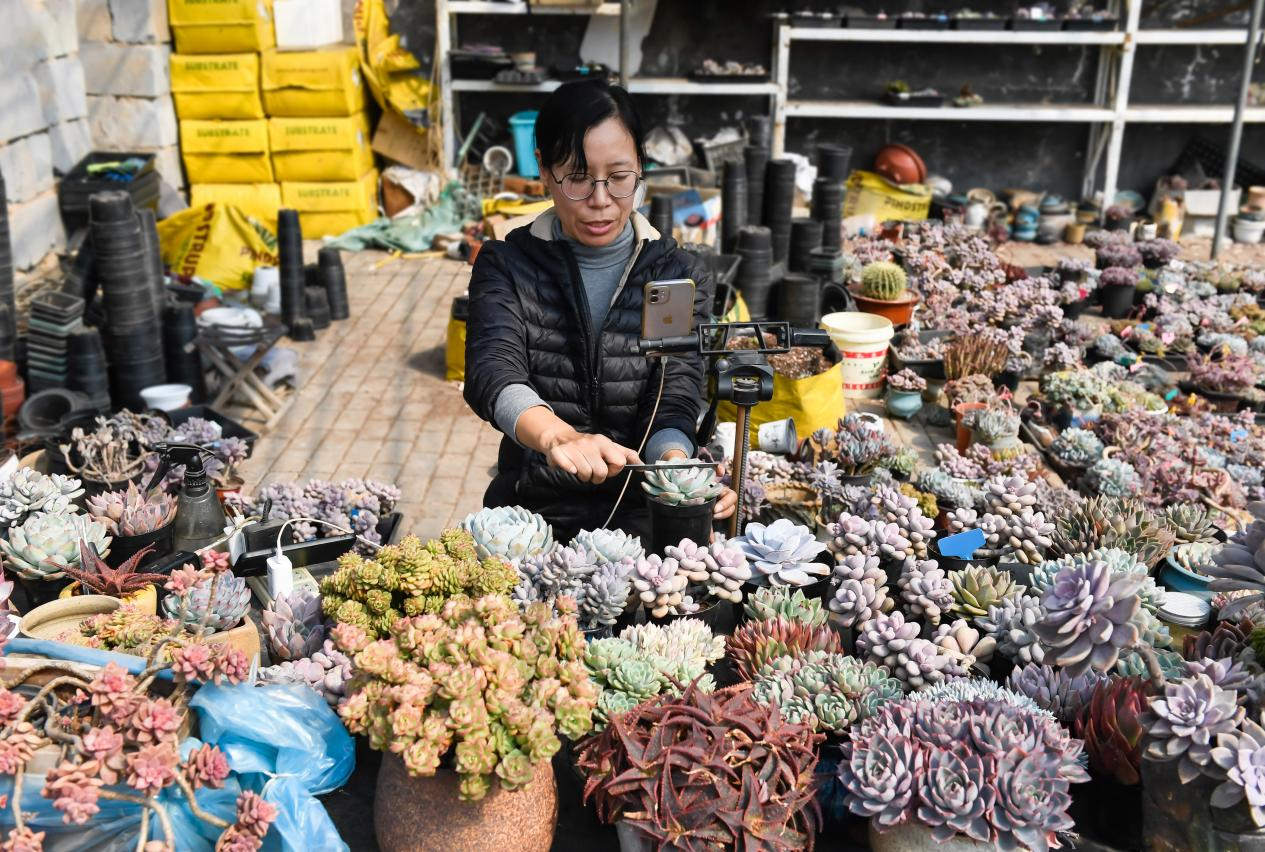 邯郸冀南新区：多肉产销旺 线上销售忙_fororder_图片2