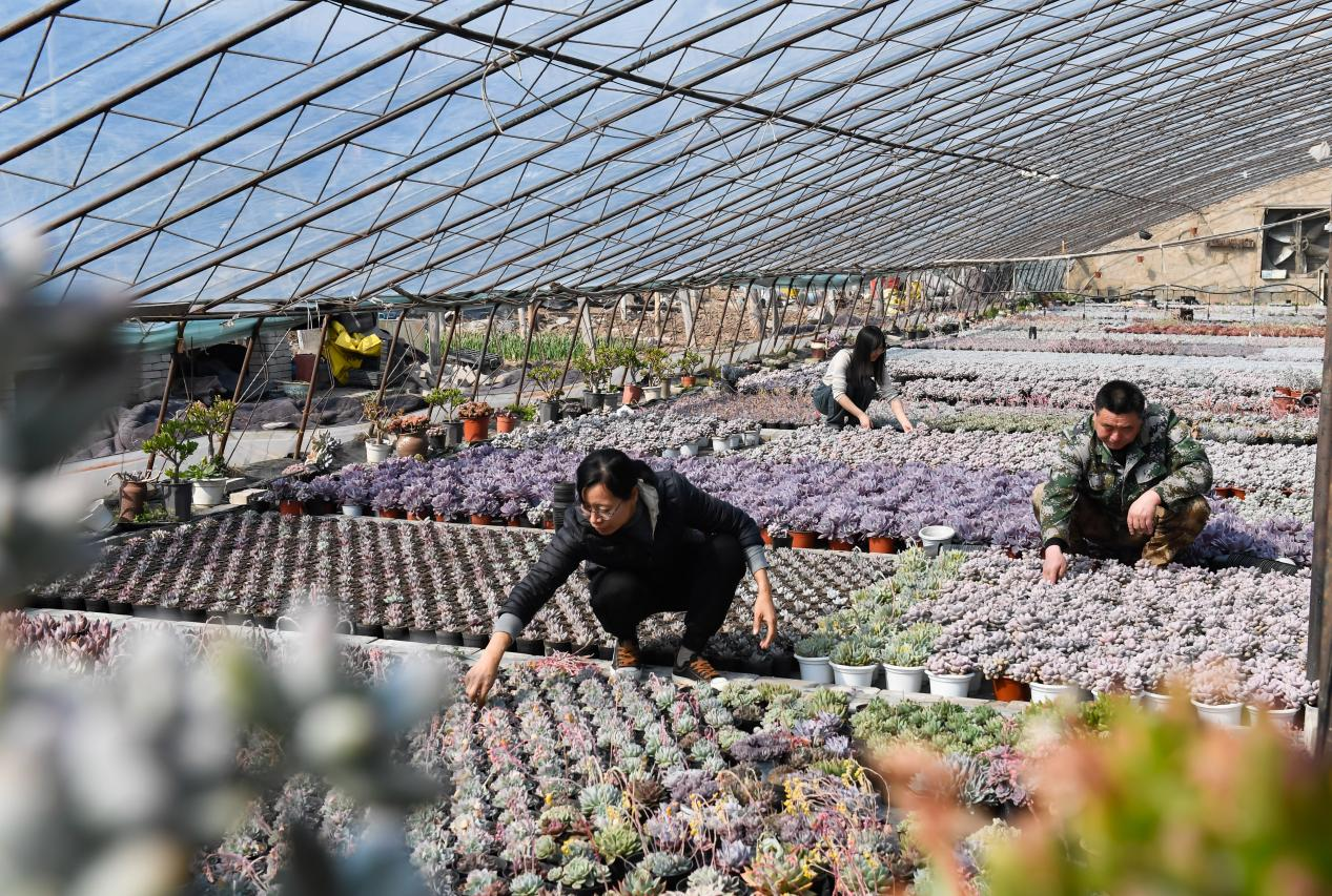 邯郸冀南新区：多肉产销旺 线上销售忙_fororder_图片4