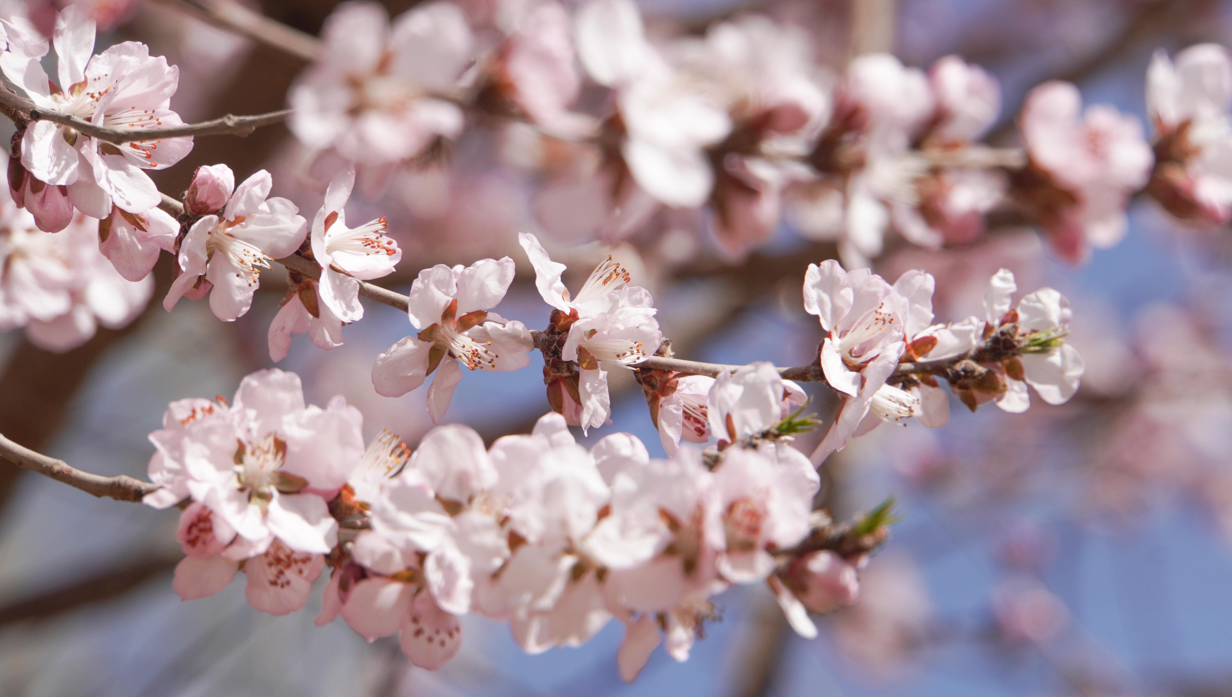 桃花綻放柳樹抽綠 蘭州樹梢報早春_fororder_DSC08836