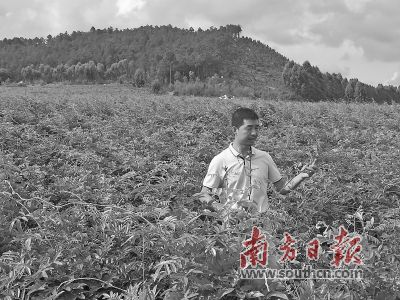 广东加快构建新型农业经营主体培育政策体系