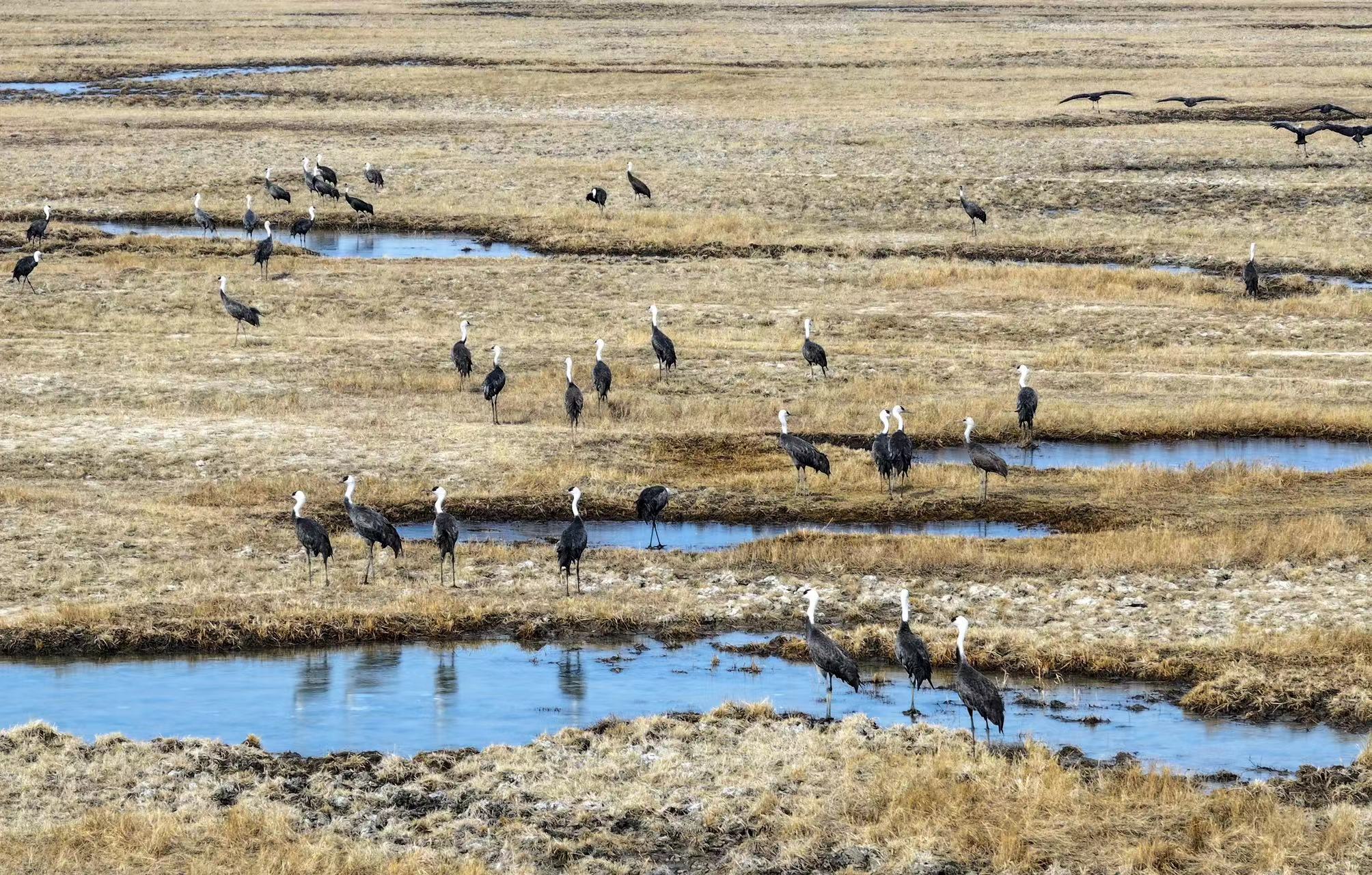 今春波罗湖保护区数万候鸟云集