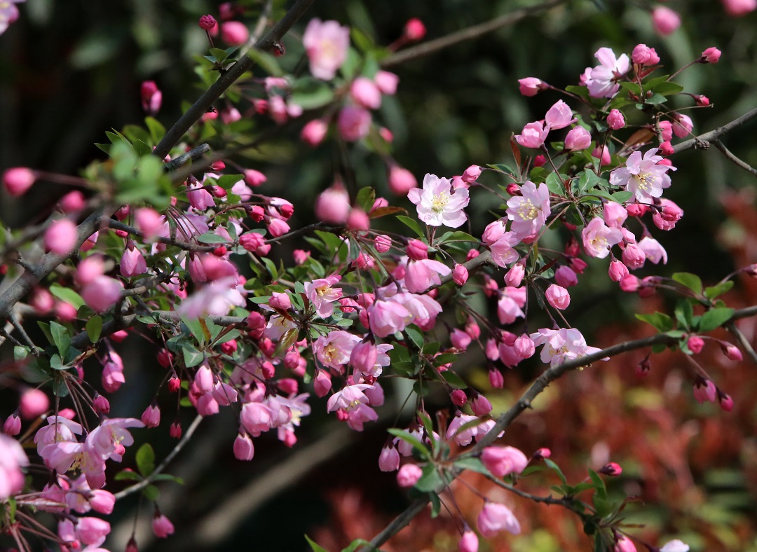 关中书院海棠红