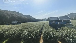 杭州茶園龍井芽葉，被機器人採下