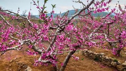春日“颜值”生“产值”——山东肥城发展“赏花经济”见闻
