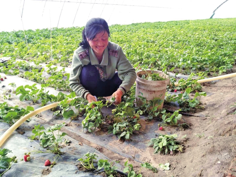 松原市各地全面掀起春耕生産高潮 促農業穩糧增收