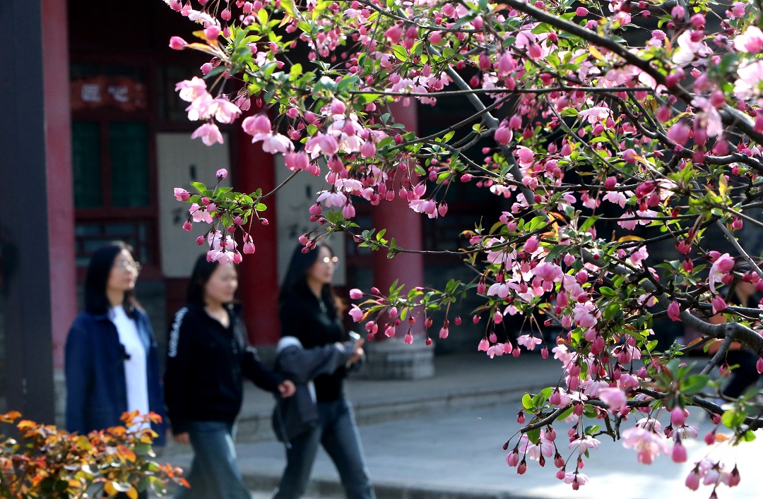 关中书院海棠红