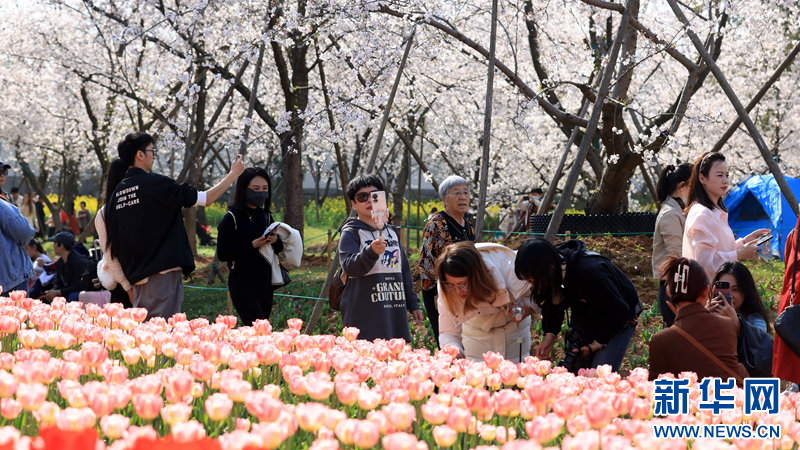 湖北武汉：樱花盛宴 浪漫满春