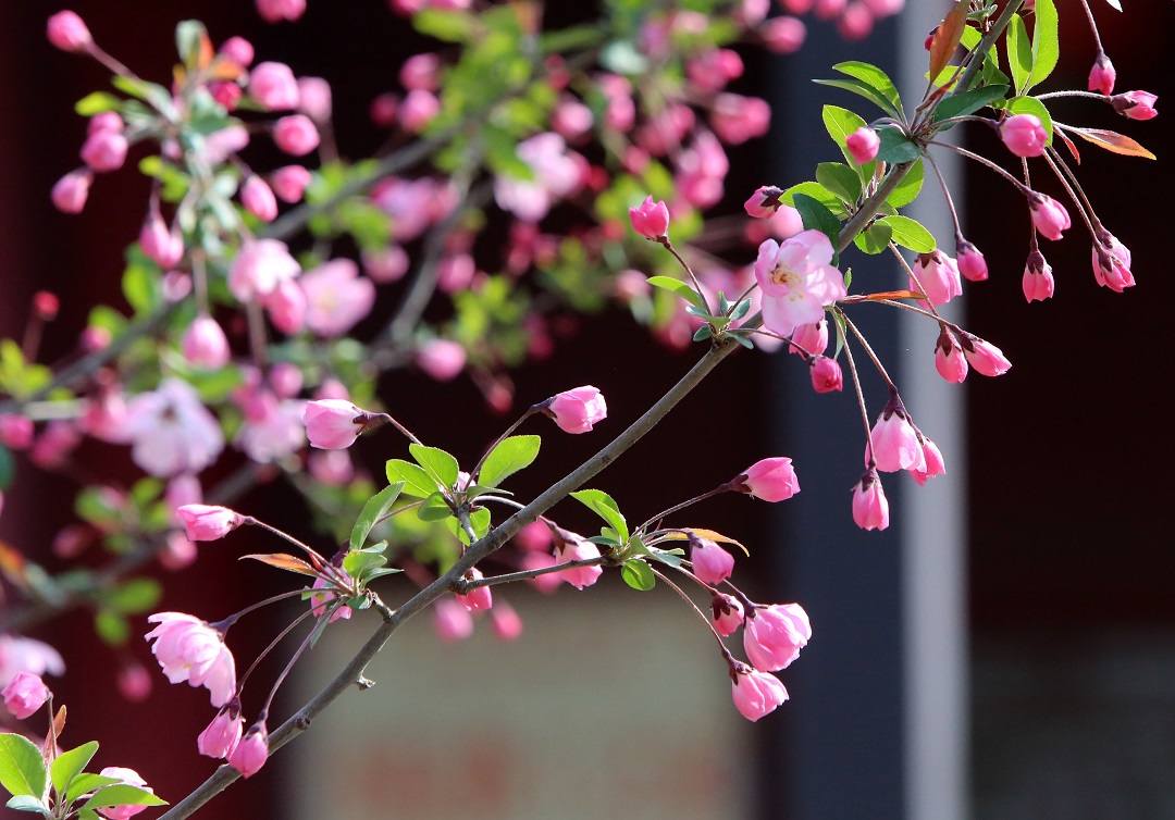 关中书院海棠红