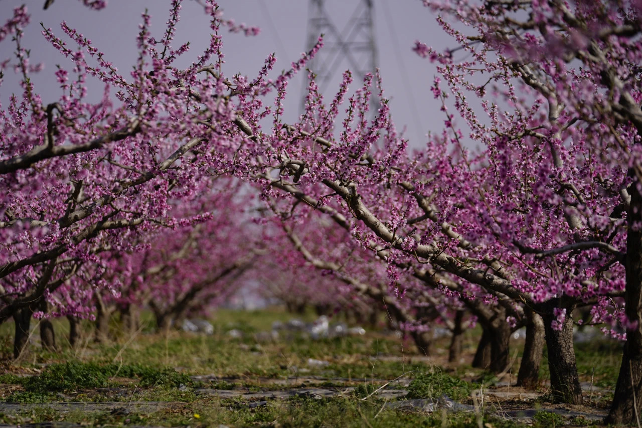 桃树分布错落有序桃花在阳光下竞相开放三月秦安景色如画列车穿过桃花