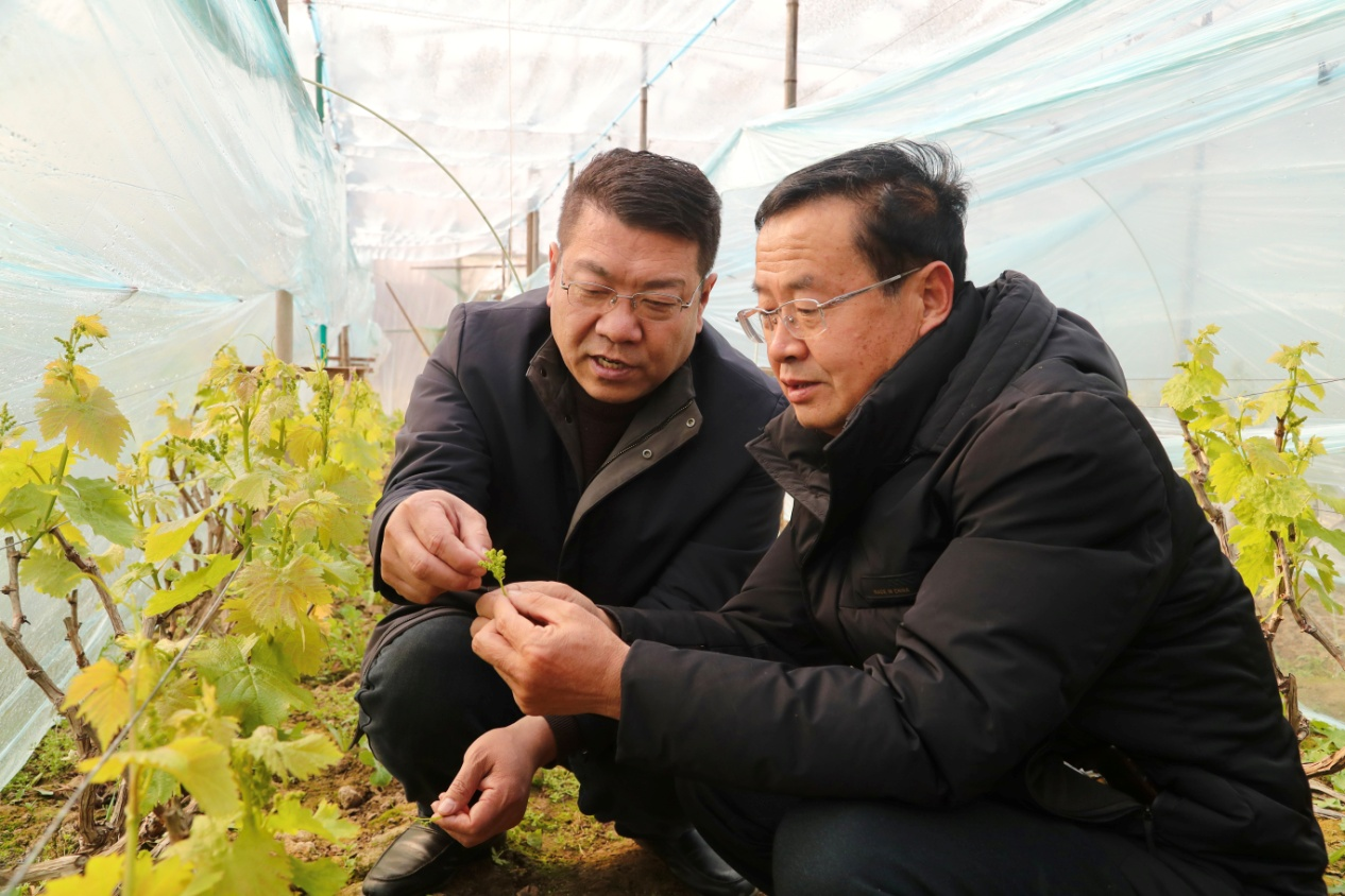 河北東光：葡萄春管正當時_fororder_圖片 3