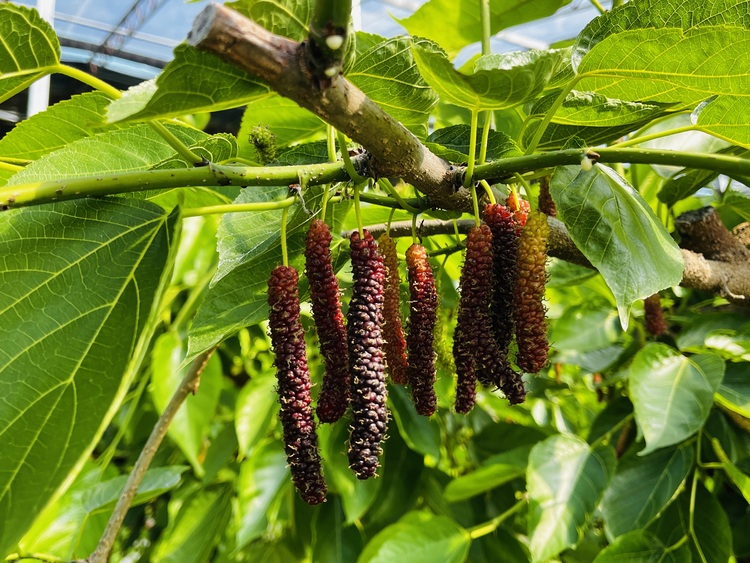 河北涞水：打造桑葚产业链 农旅融合促发展_fororder_图为长势喜人的桑葚。李金璐 摄