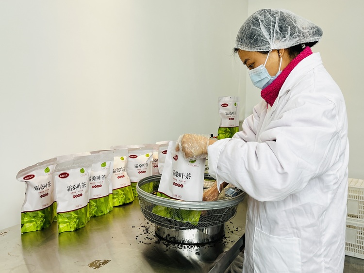 河北涞水：打造桑葚产业链 农旅融合促发展_fororder_图为工人正在包装桑叶茶。徐梓钰 摄