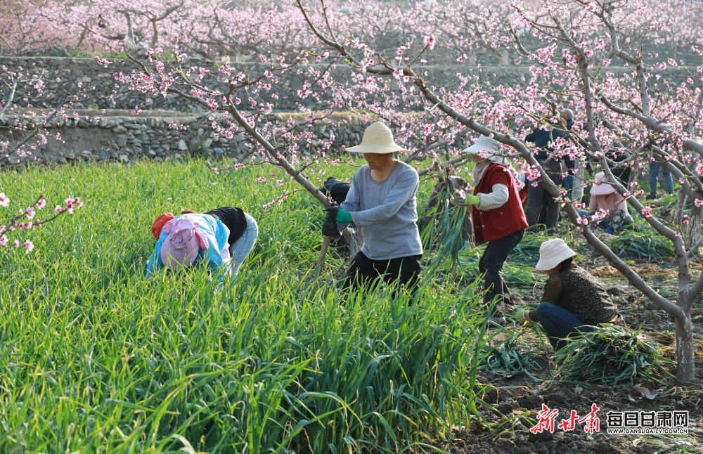 畫一樣美！武都馬壩村花紅苗綠春色滿園_fororder_5