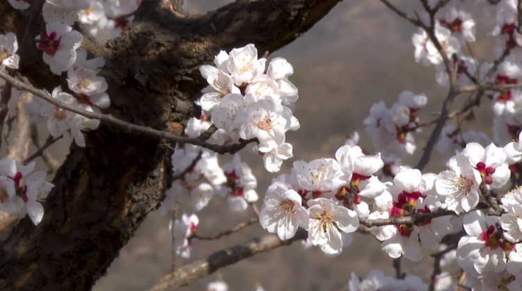 石家莊市鹿泉區:杏花綻放 迎來賞花熱潮_fororder_圖片 2