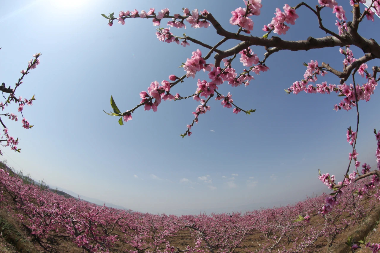 【甘快看】天水秦安:满树的桃花点染出一派融融春色