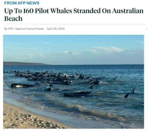 逾百头领航鲸在澳大利亚海滩搁浅 已有26头鲸死亡！