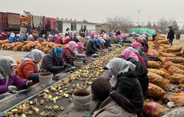 武威古浪:壯大馬鈴薯産業_fororder_1