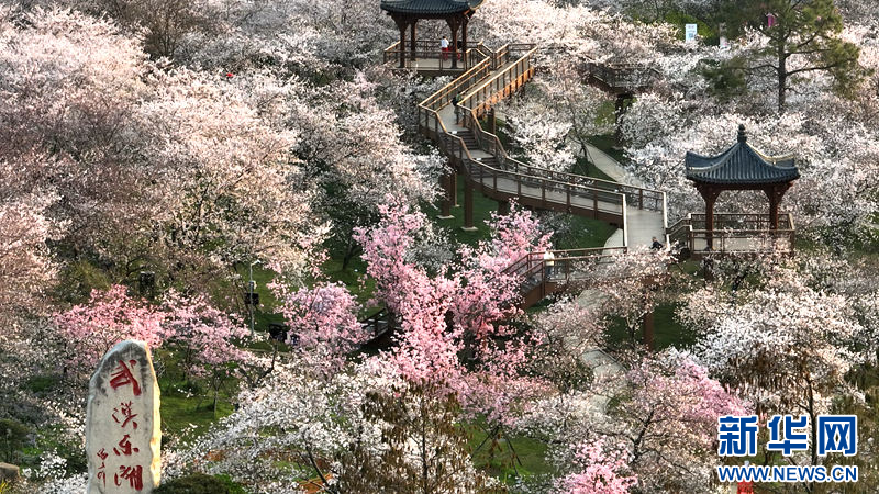 湖北武漢：櫻花盛宴 浪漫滿春