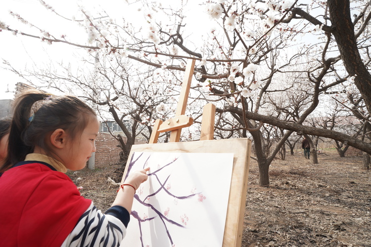 河北邢台：杏花满园迎客来