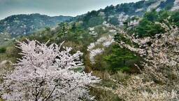 春田花花 湖北文旅集团发布赏花地图