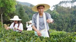 不負春光采茶忙  2024年蒼梧縣六堡茶開茶節在梧州舉辦