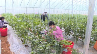 賀州市著力推動現代設施農業加快發展觀察