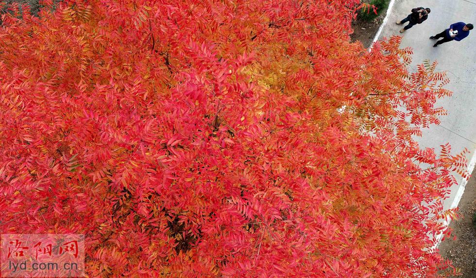 滿山樹葉紅 最美是鄉村