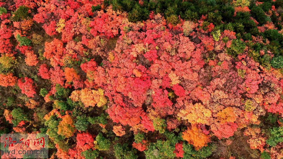 滿山樹葉紅 最美是鄉村