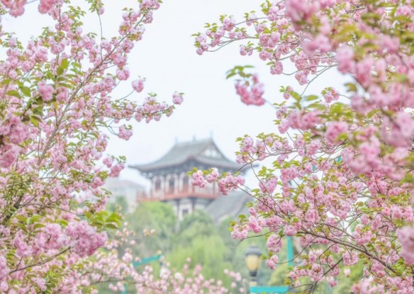 （轉載）數十個品種1.6萬餘株 青白江鳳凰湖櫻花進入最佳觀賞季