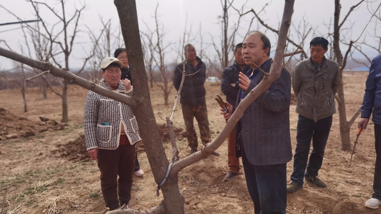 河北唐縣:開展科技下鄉 助力鄉村振興_fororder_縣職教中心高級農藝師現場解答果農提出的各種問題