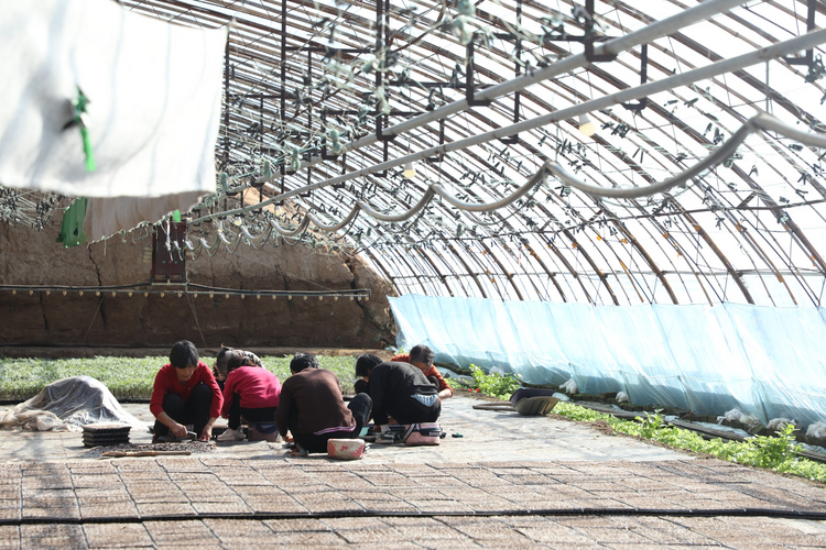 河北鹽山:秧苗已新綠 春管正當時_fororder_圖片 3