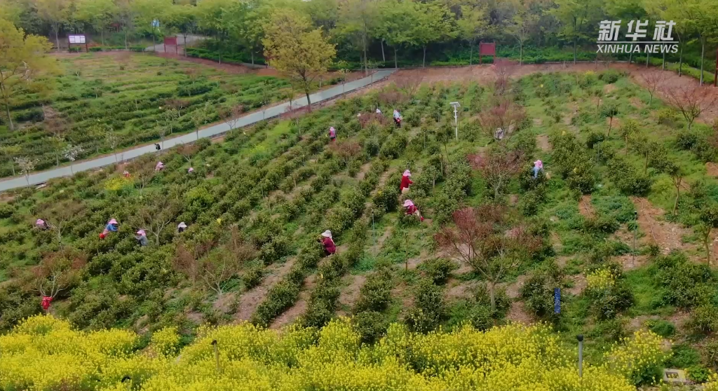 江蘇揚州：送電上春山 茶香溢滿園