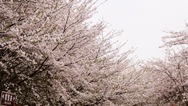 贵州贵安万亩樱花盛放 邀你共赏春日限定“粉海”