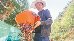 觀賞樹飄出“香”産業 ——看西林縣如何發展咖啡産業培育新增長點