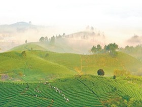 浙江安吉以古茶树保护利用推动产业发展