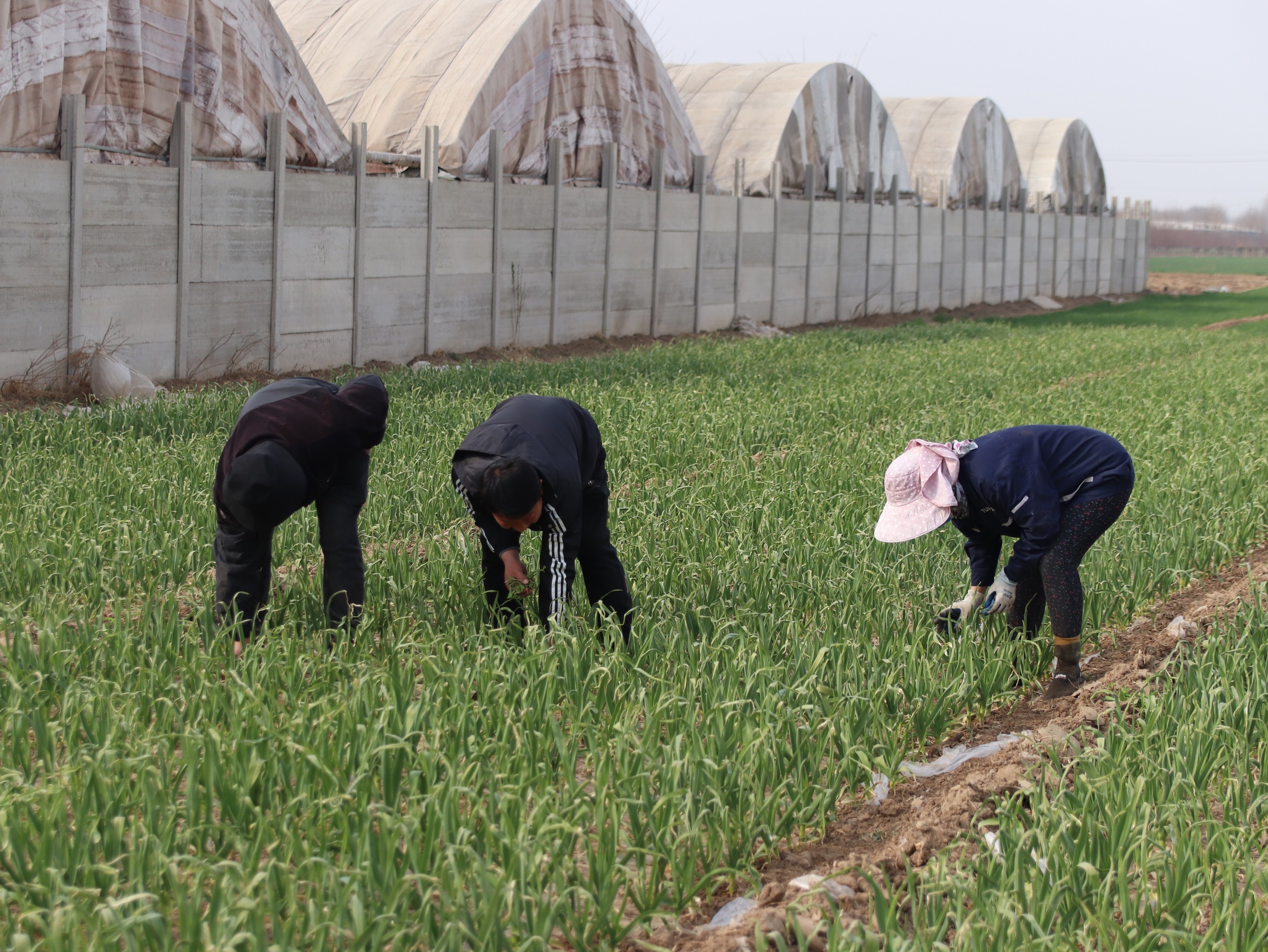 蒜农查看蒜苗长势 摄影 吴若涵"种植大蒜,田间管理很重要,需要及时