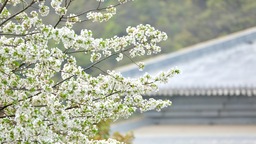 春暖花开，一起在贵阳孔学堂感受春日浪漫！