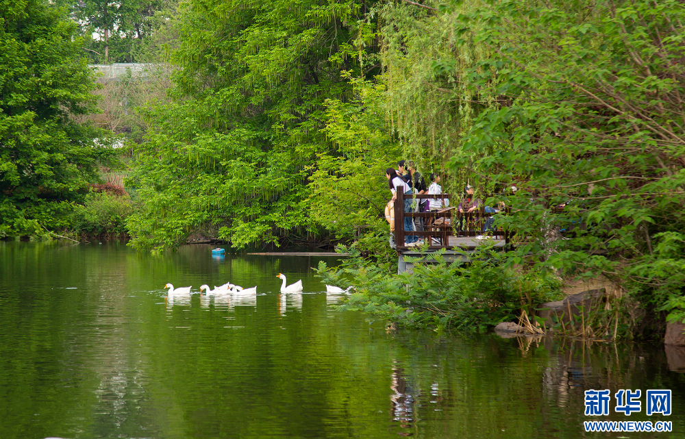 南京江寧黃龍峴：漫步春光裏 鄉村田園景致美_fororder_20240425137ca7d123c2426d8133c44386106090_20240425d9fd54a8db0e42c588485f405bd78cbf