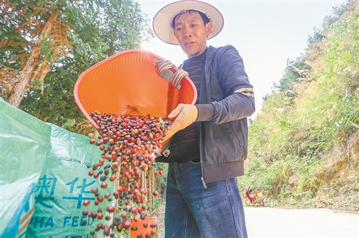 觀賞樹飄出“香”産業 ——看西林縣如何發展咖啡産業培育新增長點