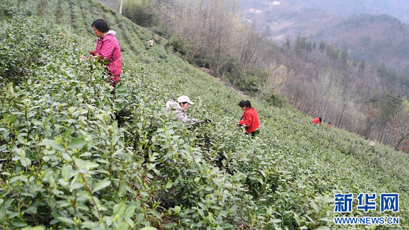 湖北保康：明前茶飄香 茶農採摘忙