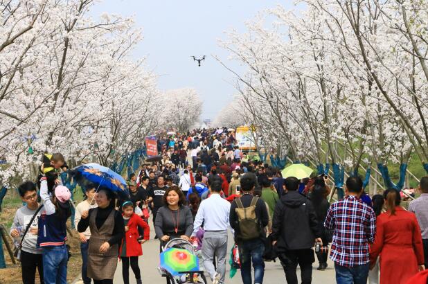 吸引百万游客 句容·别克2018第五届国际樱花节顺利举办