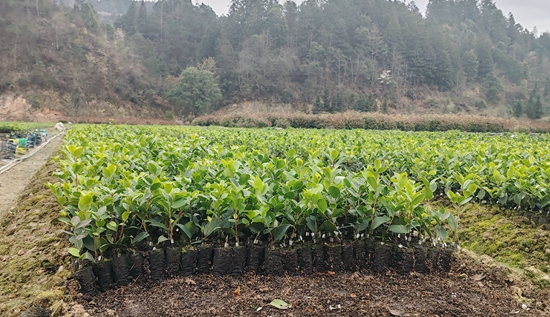 贵州黎平：“油茶籽”鼓起群众的“钱袋子”_fororder_2024年3月13日，黎平县中潮镇杨庄油茶苗基地。陆传春 摄 (3)