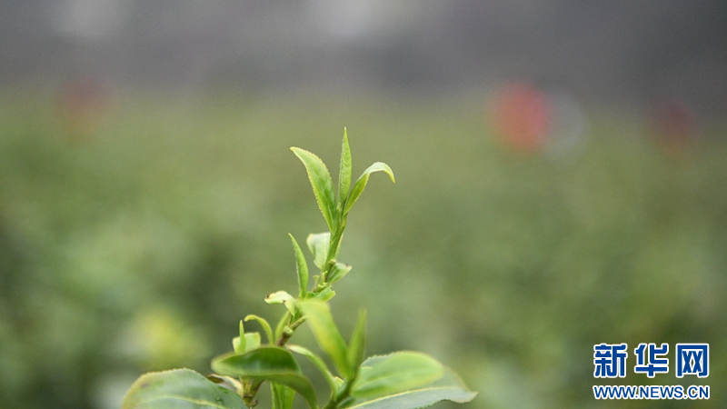 湖北保康：明前茶飘香 茶农采摘忙