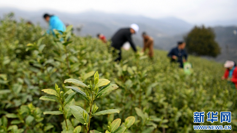 湖北保康：明前茶飄香 茶農採摘忙