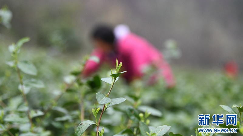 湖北保康：明前茶飄香 茶農採摘忙