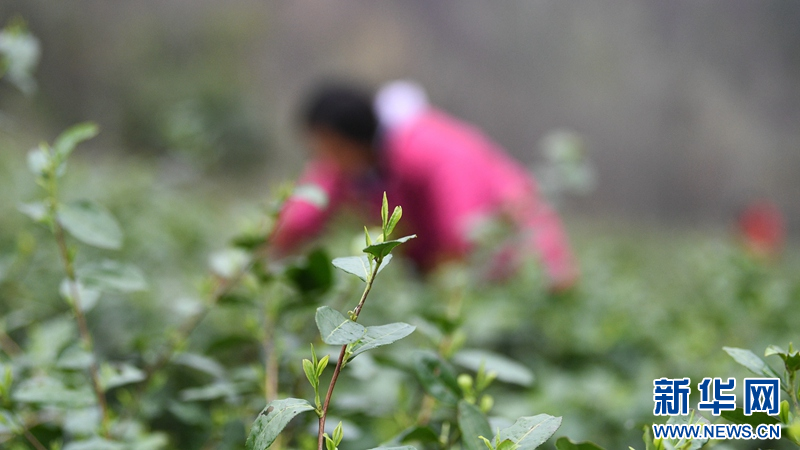 湖北保康：明前茶飘香 茶农采摘忙