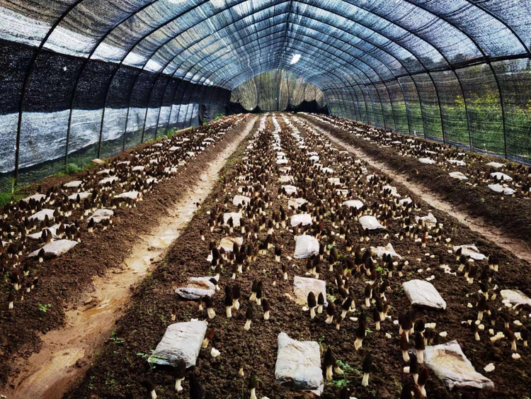 湖南城步: 多措并举助力特色产业"多点开花 "